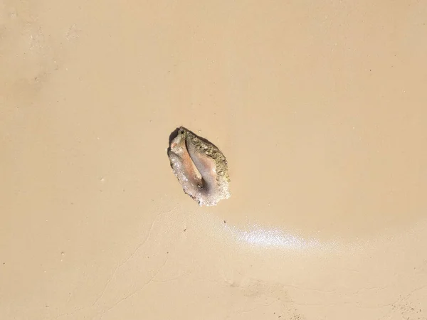 Die Muschel Auf Sand Blick Von Oben Auf Die Brandung — Stockfoto