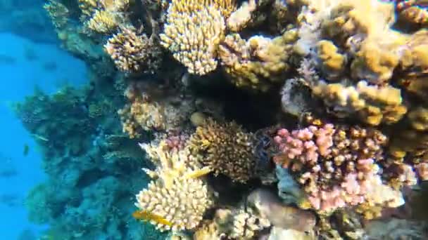 Pesci Tropicali Colorati Subacquei Alla Barriera Corallina — Video Stock