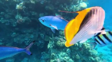 Mercan resiflerinde sualtı renkli tropikal balıklar