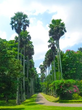 Sri Lanka 'daki Kraliyet Botanik Bahçesi Peradeniya