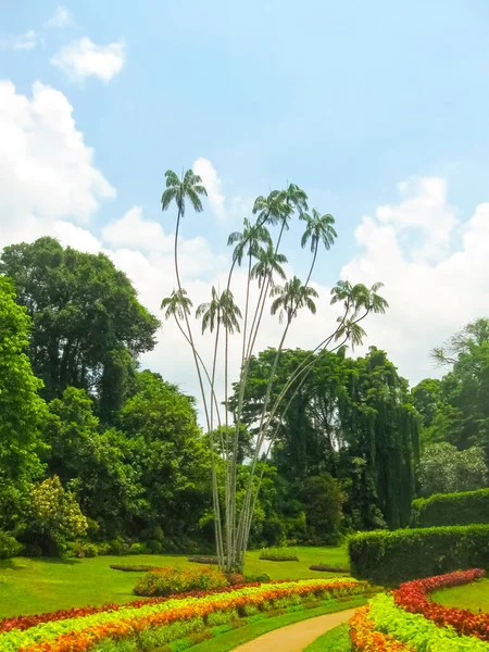 Βασιλικός Βοτανικός Κήπος Peradeniya Στη Σρι Λάνκα — Φωτογραφία Αρχείου