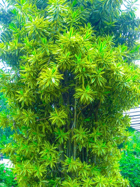 스리랑카의 식물원 데니야 — 스톡 사진