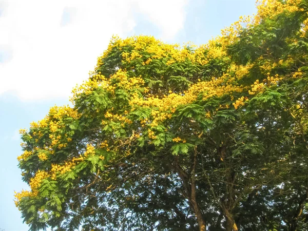 Królewski Ogród Botaniczny Peradeniya Sri Lance — Zdjęcie stockowe