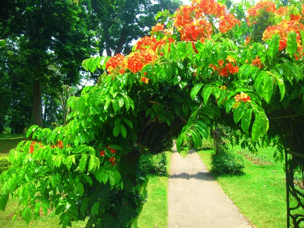 Kungliga Botaniska Trädgården Peradeniya Sri Lanka — Stockfoto