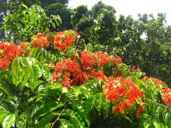 斯里兰卡Peradeniya皇家植物园 — 图库照片