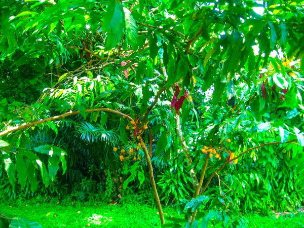 Königlicher Botanischer Garten Peradeniya Auf Sri Lanka — Stockfoto