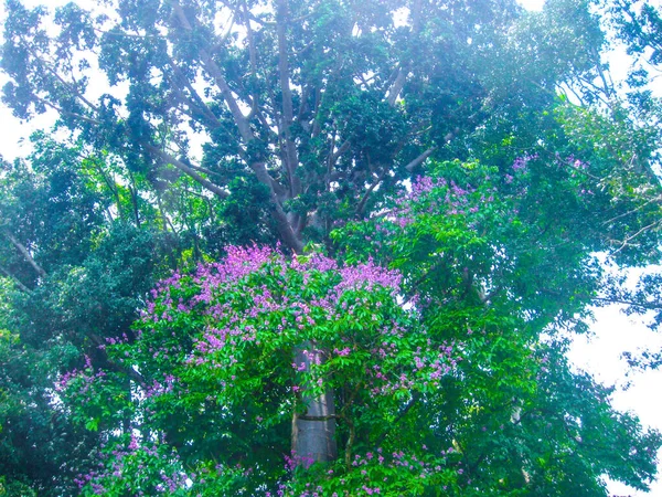 Royal Botanical Garden Peradeniya Sri Lanka — Stock Photo, Image