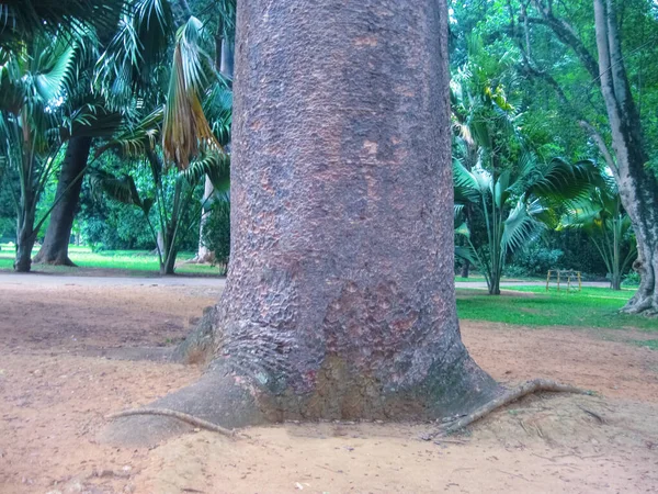 Królewski Ogród Botaniczny Peradeniya Sri Lance — Zdjęcie stockowe