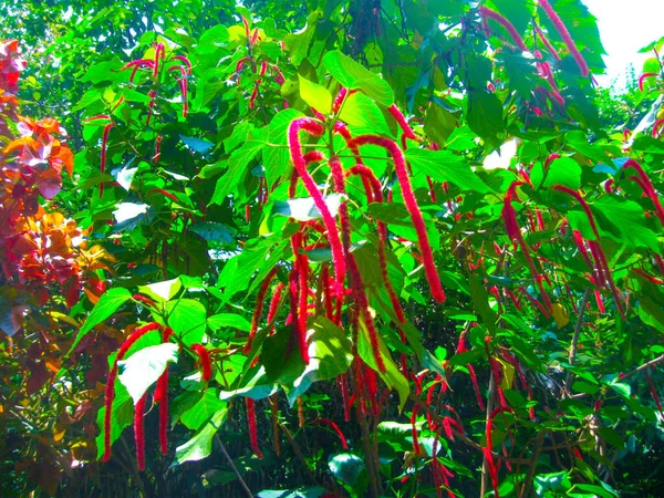 スリランカの植物園Peradeniya — ストック写真