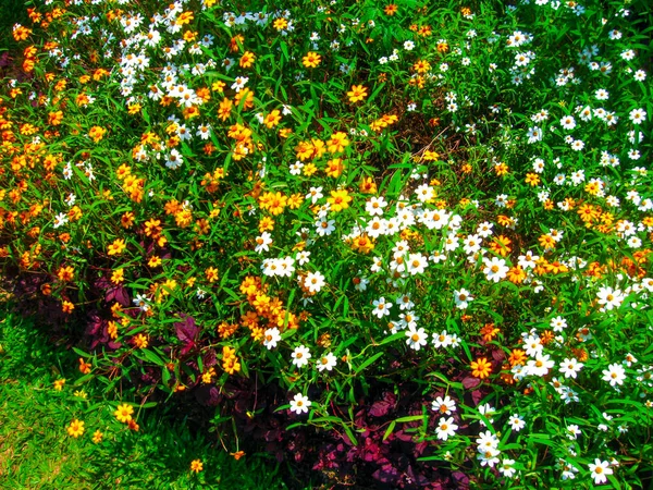 Real Jardín Botánico Peradeniya Sri Lanka — Foto de Stock