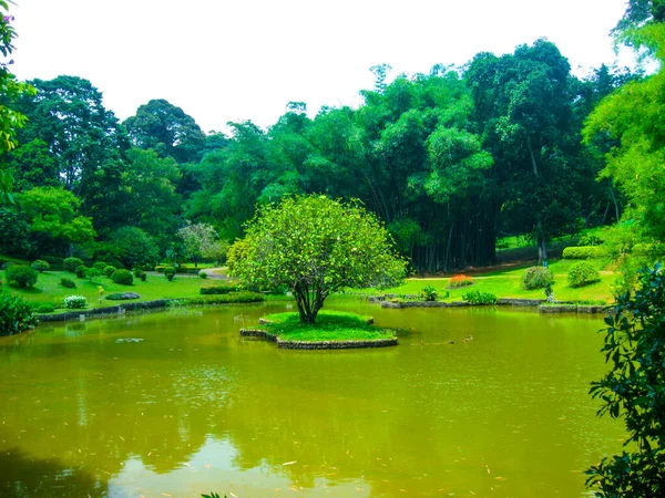 Królewski Ogród Botaniczny Peradeniya Sri Lance — Zdjęcie stockowe