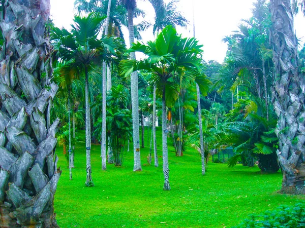 Królewski Ogród Botaniczny Peradeniya Sri Lance — Zdjęcie stockowe