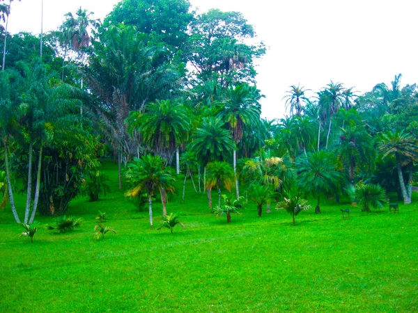 Giardino Botanico Reale Peradeniya Nello Sri Lanka — Foto Stock