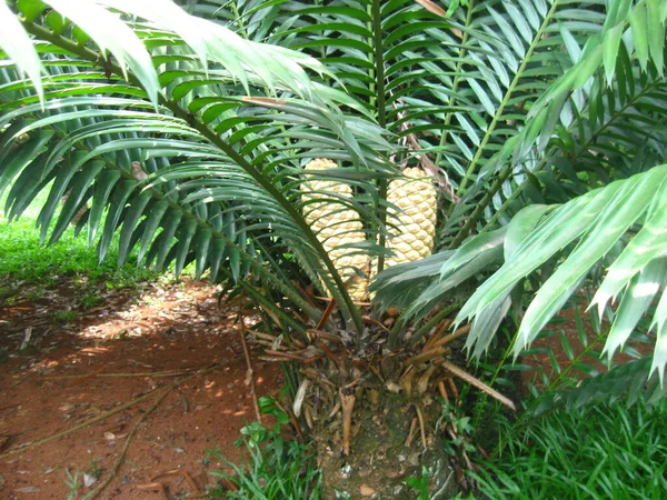 スリランカの植物園Peradeniya — ストック写真