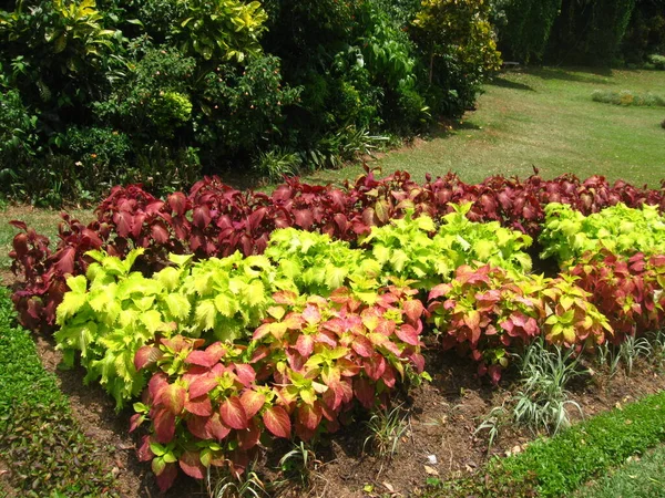 Królewski Ogród Botaniczny Peradeniya Sri Lance — Zdjęcie stockowe