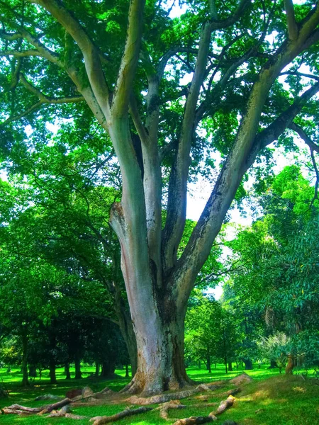 Jardim Botânico Real Peradeniya Sri Lanka — Fotografia de Stock