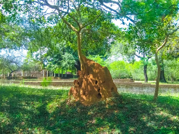 Las Termitas Termitarias Gigantes Del Suelo Rojo Anidan Sri Lanka — Foto de Stock