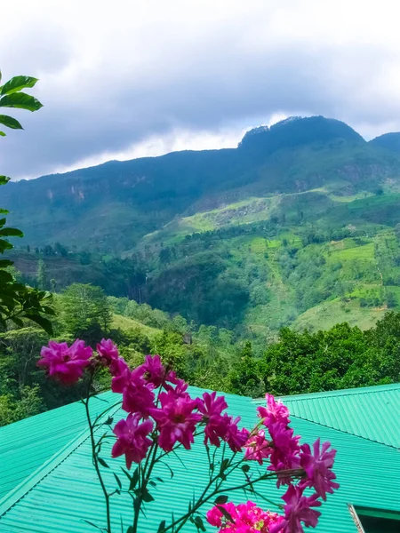 Heuvel Bij Theeplantages Nuwara Eliya Sri Lanka Kronkelende Snelweg — Stockfoto