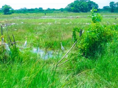 Sri Lanka 'daki yeşil çeltik tarlaları