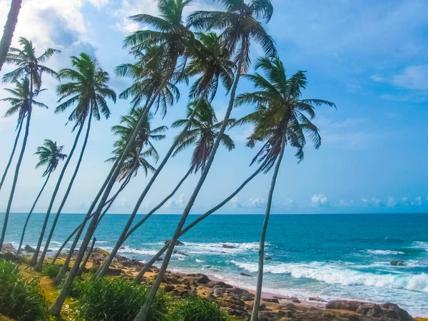 Bellissima Spiaggia Selvaggia Dello Sri Lanka Con Palme Sulla Costa — Foto Stock