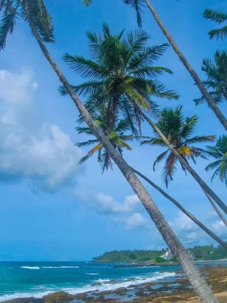 Дикий Прекрасний Пляж Шрі Ланки Пальмами Західному Узбережжі — стокове фото