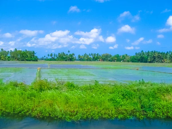 Groene Rijstvelden Bij Sri Lanka — Stockfoto