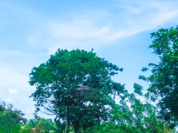 Дом Дереве Служит Воротами Наблюдения Слонами Шри Ланке — стоковое фото
