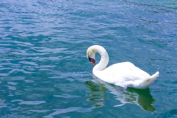 Bílá Labuť Vody Ženevského Jezera — Stock fotografie