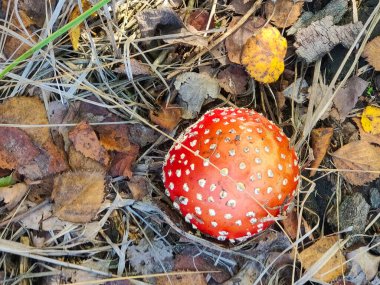 Kızıl mantar ya da Amanita Muscaria, Fly Ageric, Fly Amanita sonbahar ormanında. Kapak mantarı. Yaklaş, üst manzara.