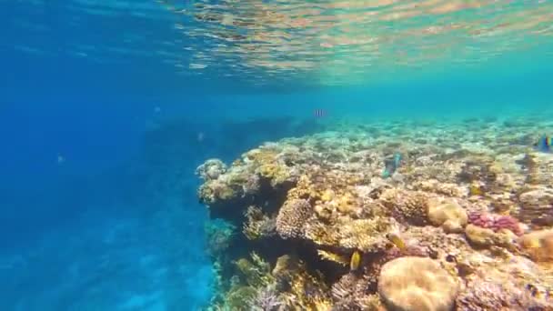 Peixes Tropicais Coloridos Subaquáticos Recife Coral — Vídeo de Stock