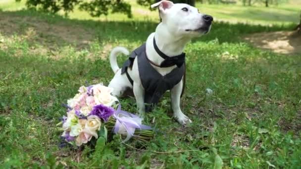 Jack russell terrier dressed as groom with wedding bouquet on grass slow motion — Stock Video