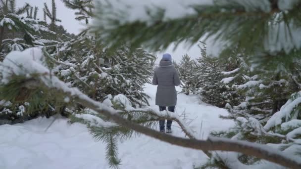 Mulher Andando Floresta Pinheiros Dia Nevado Inverno Vista Traseira Fêmea — Vídeo de Stock