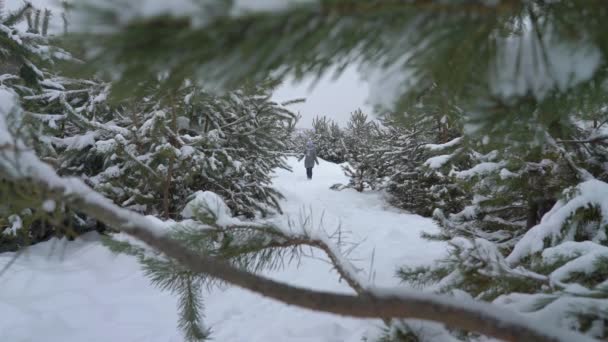 Mujer Caminando Bosque Pinos Día Nevado Invierno Hembra Adulta Deambulando — Vídeo de stock