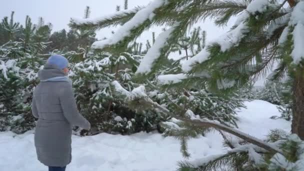 Fenyves Erdőben Téli Vissza Nézetben Havas Napon Felnőtt Női Vándorlás — Stock videók