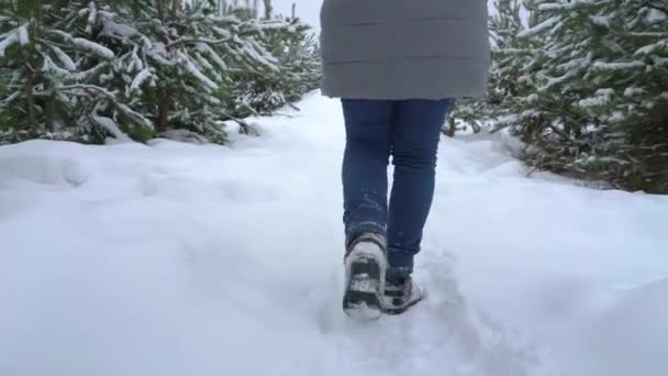 Primer plano de piernas de mujer caminando por sendero nevado en bosque de pinos en invierno — Vídeo de stock