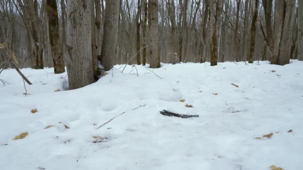 Tiro bajo de barbudo hombre deportivo atando cordones de zapatos mientras trota en el bosque de invierno — Vídeo de stock