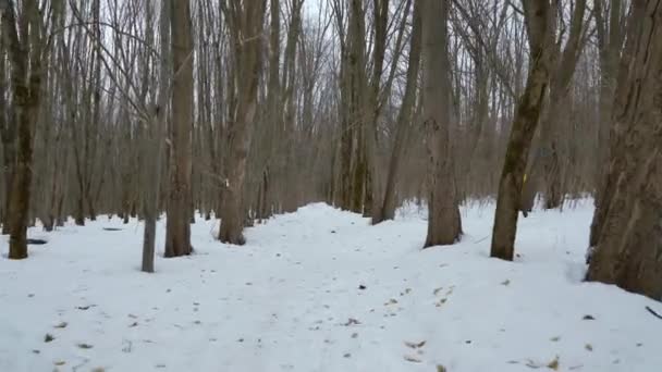 Steadicam tiro de homem barbudo em casaco amarelo correndo na floresta de inverno nevado — Vídeo de Stock