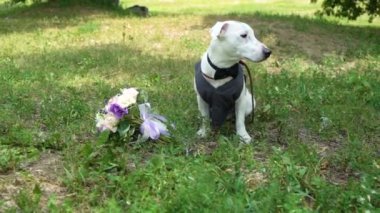 Jack Russell Terrier damat kıyafeti giymiş ve düğün buketi parkta ağır çekimde