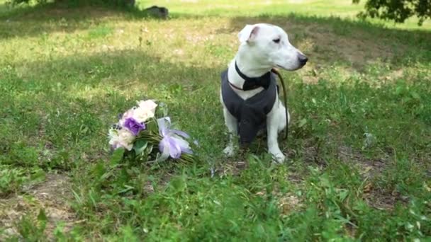 Jack Russell terrier dalam pakaian pengantin pria dengan buket pernikahan di taman dalam gerakan lambat — Stok Video