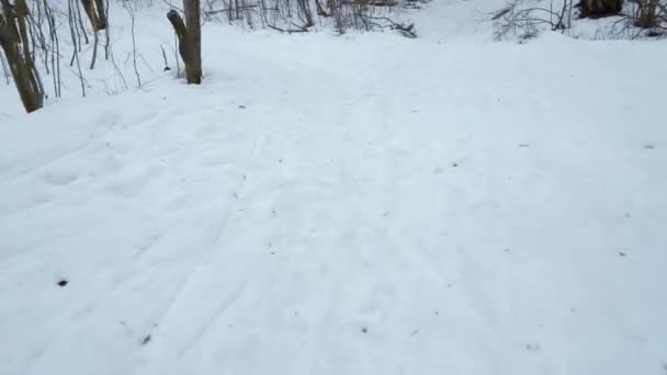 Tiro bajo de las piernas del hombre de los deportes que corren en el camino nevado abajo de la colina en bosque del invierno — Vídeo de stock