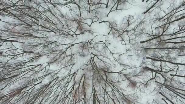 추운 겨울 날 숲에서 조깅 하는 외로운 스포츠맨의 공중 탄 — 비디오