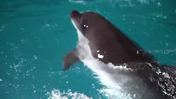 Groep dolfijnen zwemmen in blauw water in zwembad — Stockvideo