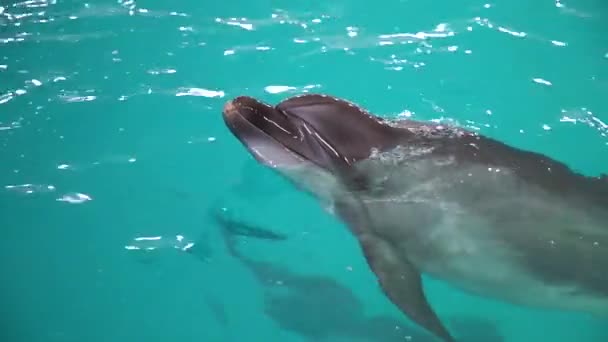 Delfín mirando desde el agua azul en la piscina — Vídeo de stock