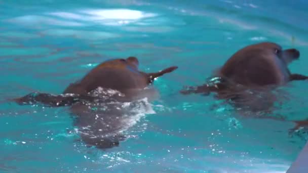 Par de delfines nadando en la piscina y mirando fuera del agua — Vídeo de stock