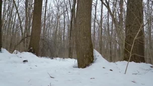 Чоловічий спортсмен біжить на сніговій доріжці в лісі в зимовий день — стокове відео