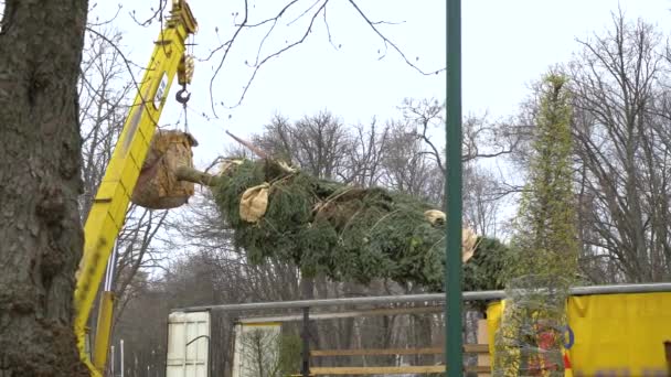 Transportation of fir tree by crane — Stock Video