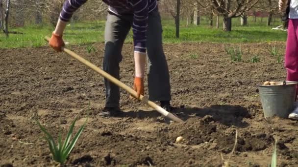 Partiell syn på jordbrukare och hans dotter plantering potatis i början av våren — Stockvideo