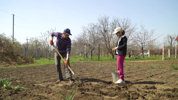 Familia de agricultores plantando patatas en el campo vegetal a principios de primavera — Vídeo de stock