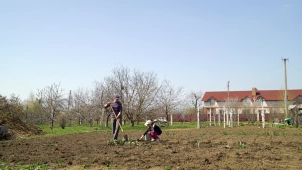 Сім'я фермерів на вегетативному полі посадка розсади картоплі ранньою весною — стокове відео