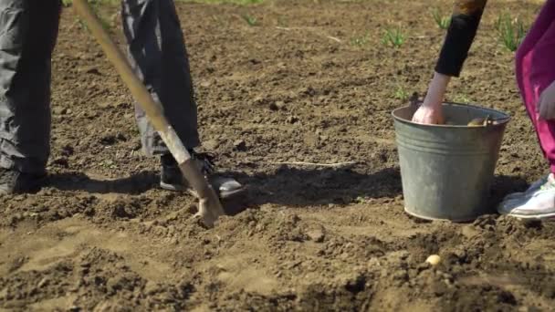 野菜畑で働く男と子供の低いショットとジャガイモを植える — ストック動画